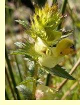 Чистец прямой (stachys recta) Чистец прямой (stachys recta)